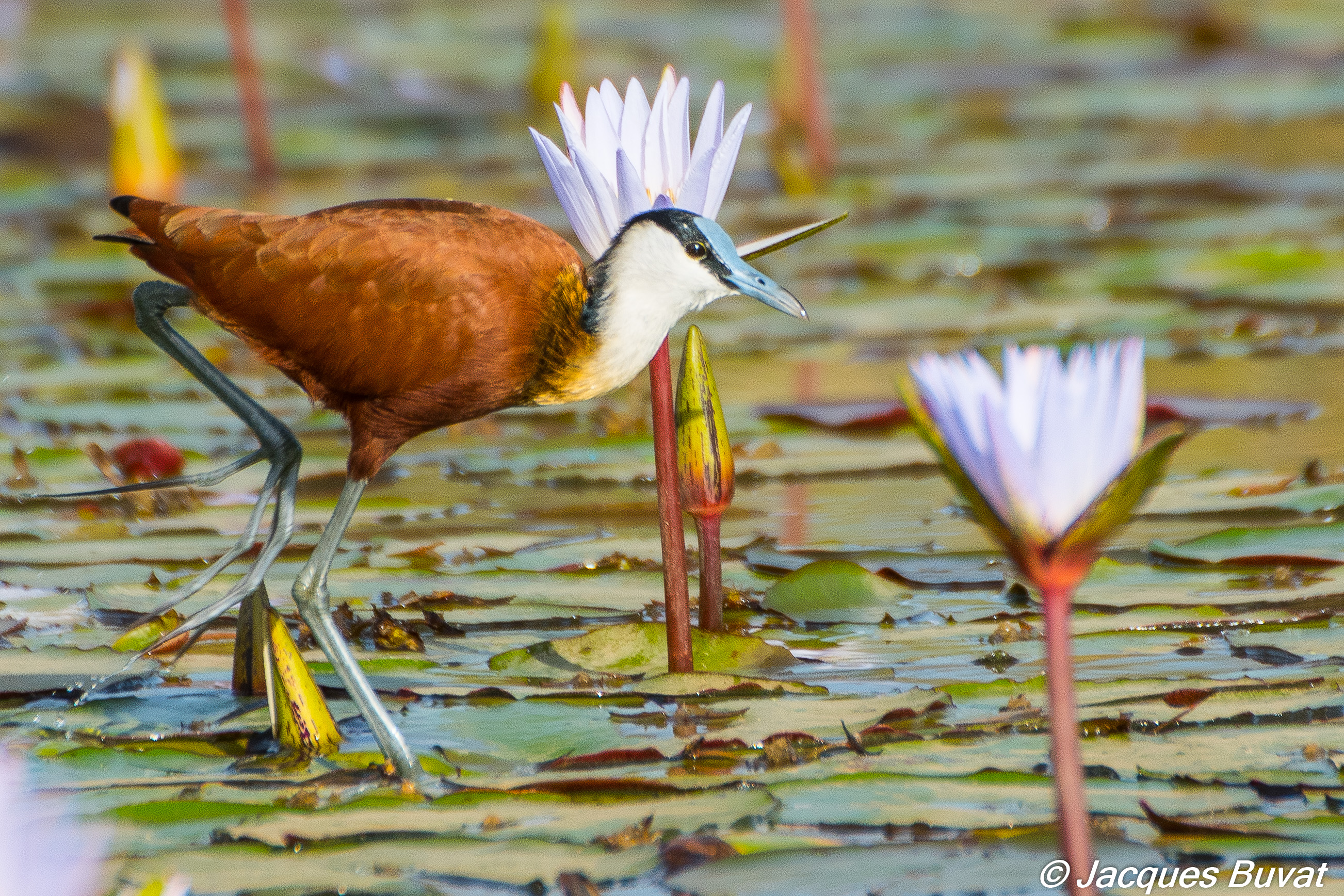 Jacana à poitrine dorée (African jacana, Actophilornis africanus), Parc National des Oiseaux du Djoudj, Sénégal.